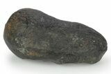 Fossil Whale Ear Bone - South Carolina #251761-1
